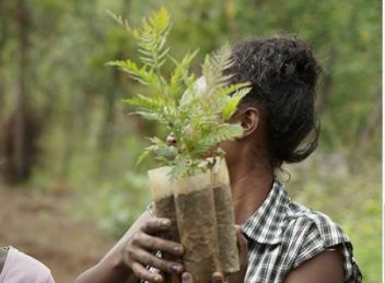 German social business champions reforestation