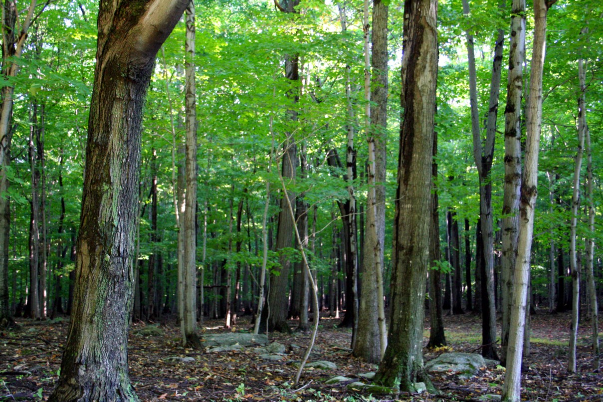 Close the Loop counts the trees