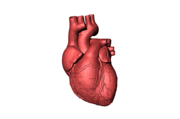 Israeli scientists 3D print a miniature human heart