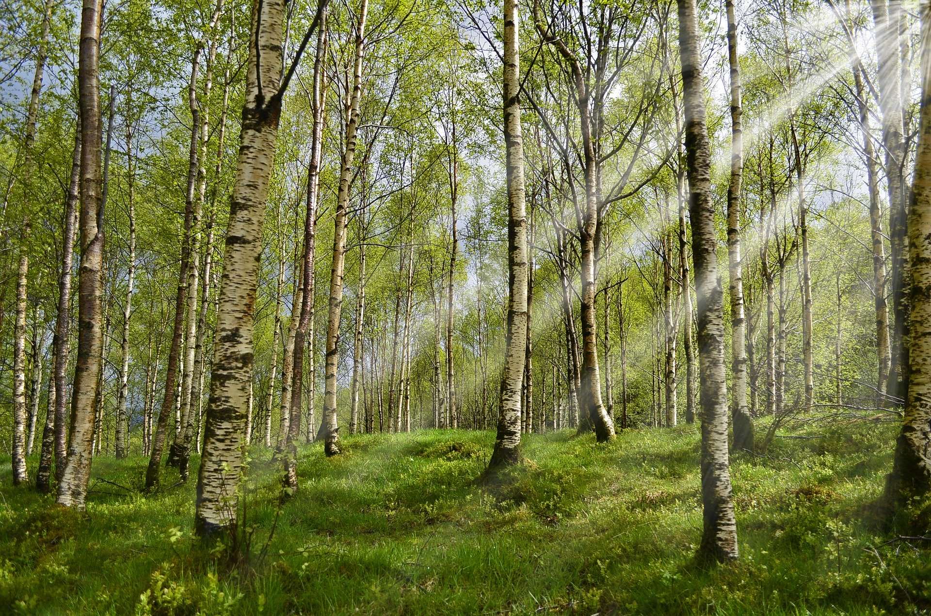 Xerox plants tree for every employee