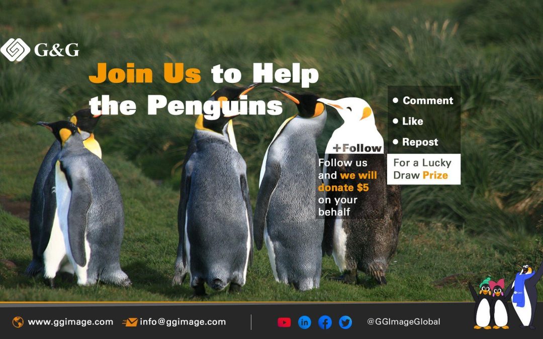 G&G calls for help to save the penguins